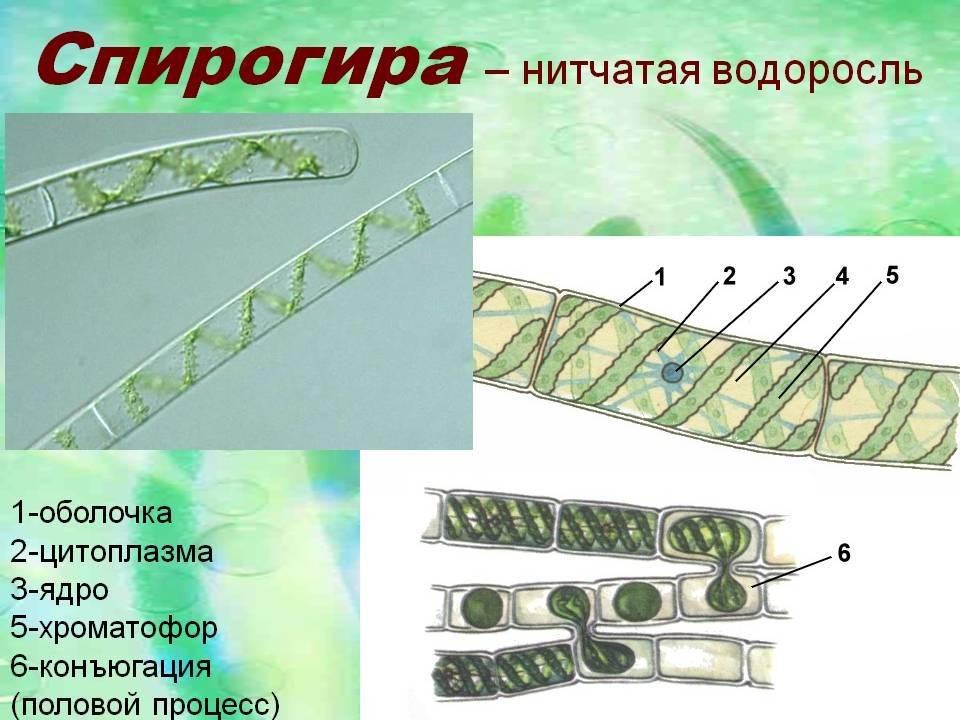 6 спирогира. Многоклеточная водоросль спирогира. Строение нитчатой водоросли спирогиры. Размножение нитчатых водорослей. Водоросли улотрикс и спирогира.