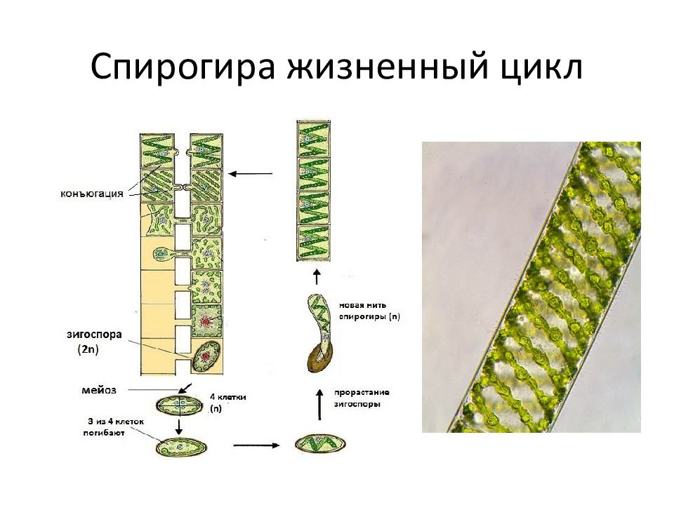 Спирогира многоклеточная. Многоклеточная водоросль спирогира. Хлоропласт спирогиры. Спирогира зеленая нитчатая водоросль. Конъюгация водоросли спирогиры.