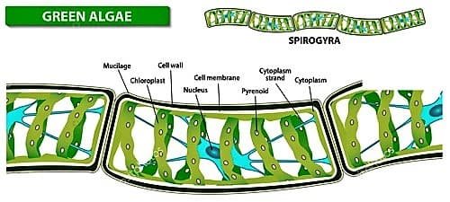 Спирогира половое. Жизненный цикл спирогиры схема. Конъюгация водоросли спирогиры. Вегетативное размножение спирогиры. Конъюгация спирогиры схема.