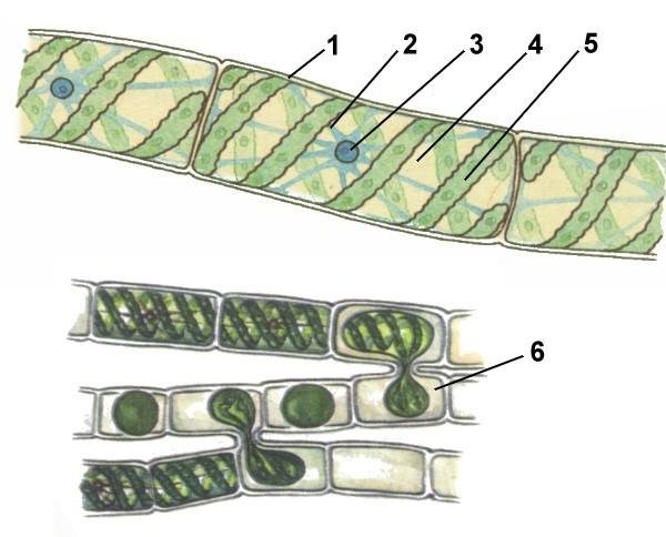 Спирогира половое. Водоросль спирогира клетки. Многоклеточная нитчатая зелёная водоросль спирогира. Спирогира строение и размножение. Спирогира водоросль строение.