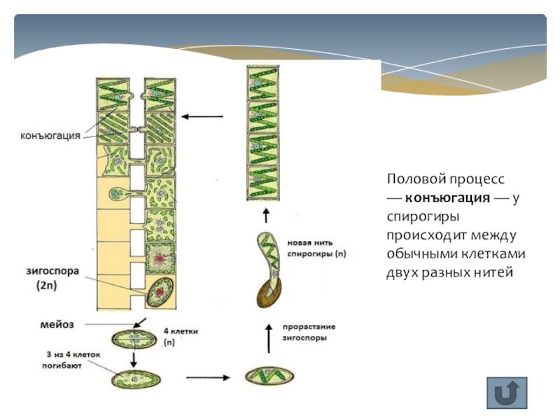Размножение клеток водорослей. Размножение спирогиры конъюгация. Размножение спирогиры схема. Вегетативное размножение спирогиры. Жизненный цикл спирогиры ЕГЭ.