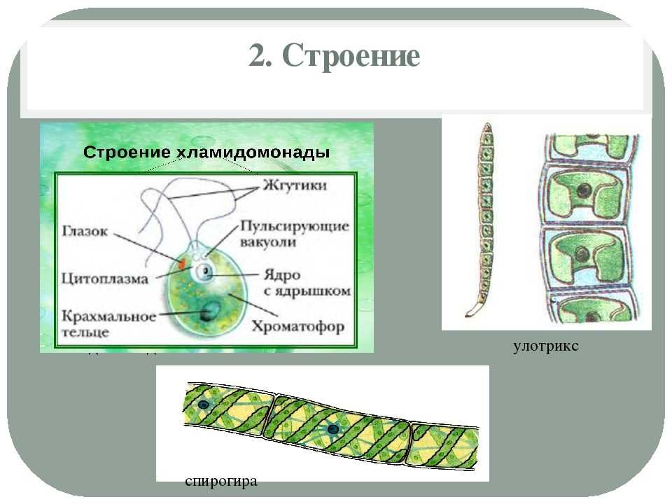 Улотрикс и спирогира. Строение клетки спирогиры. Улотрикс водоросль строение. Строение многоклеточных нитчатых водорослей.