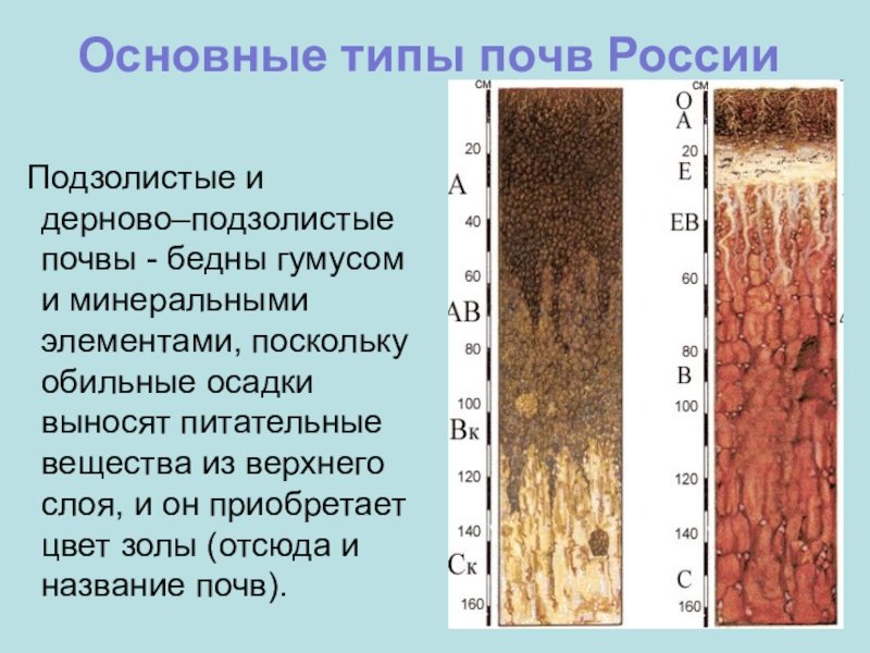 Таблица почвы подзолистая. Типы почв в России подзолистые. Дерново-подзолистые таблица. Дерново-подзолистые почвы зоны России. Чернозема дерново подзолистой почвы.