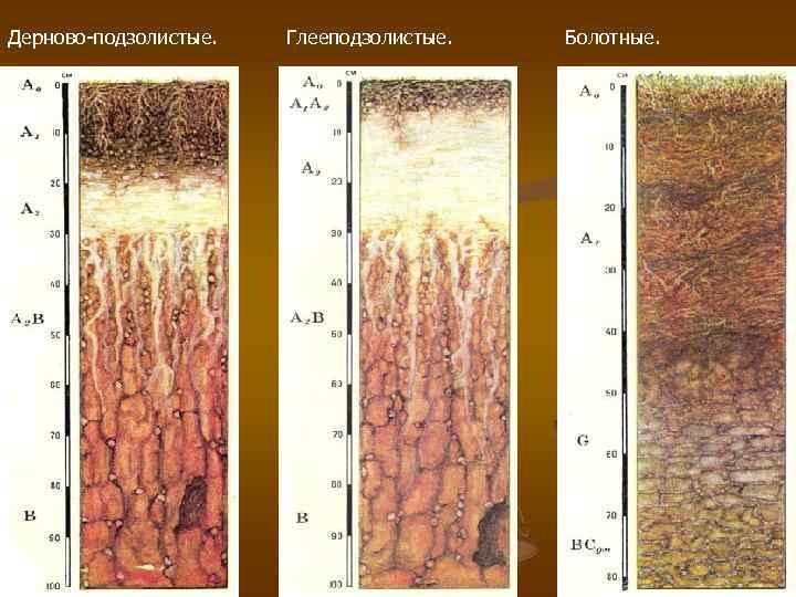 Средняя тайга почвы. Дерново-подзолистые глеевые почвы. Почвенный профиль дерново-глеевых почв. Дерново-подзолистые почвы профиль. Дерново-подзолистые почвы профиль схема.