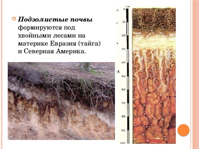 Почвы тайги северной америки. Подзолистые почв Северной Америки. Подзолистые почвы тайги. Лесные подзолистые почвы. Дерново-подзолистые почвы в России.