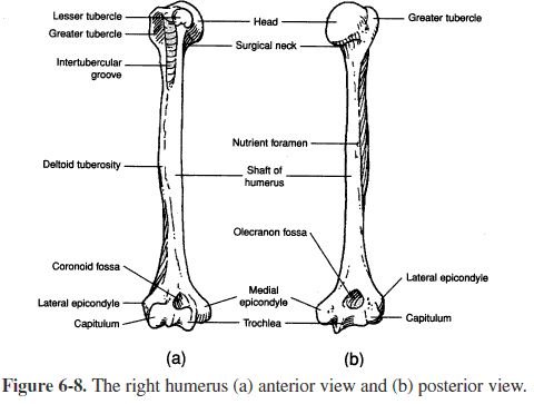 Плечевая кость латынь. Плечевая кость анатомия человека. Плечевая кость, анатомические структуры.. Плечевая кость анатомия рисунок. Строение плечевой кости на латинском.