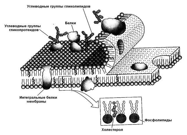 Модель мембраны клетки. Строение плазматической мембраны. Строение плазматической мембраны ЕГЭ. Жидкостно-мозаичная модель плазматической мембраны. Схема строения плазматической мембраны.