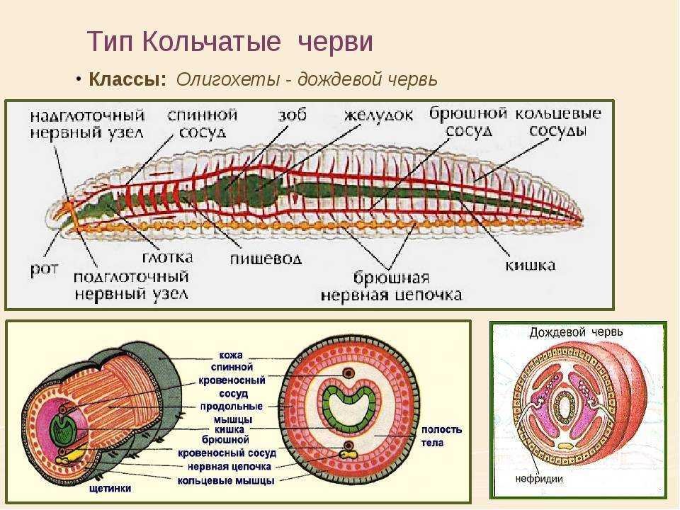 Полость тела моллюсков вторичная. Строение типа кольчатых червей. Строение органов кольчатых червей. Тип кольчатые черви строение систем. Строение кольчатых червей 8 класс.