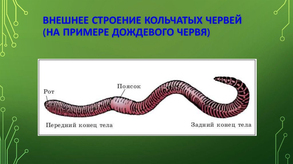 Крокодил спинной мозг дождевой червь. Внешнее строение дождевого червя. Внешнее строение кольчатых червей рисунок. Кольчатое строение дождевого червя. Схема внешнего строения дождевого червя.