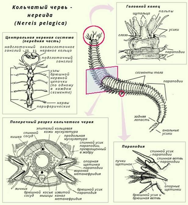 Слои кольчатых червей. Дыхательная система многощетинковых червей. Строение многощетинкового червя. Внутреннее строение полихет. Жизненный цикл многощетинковых червей.