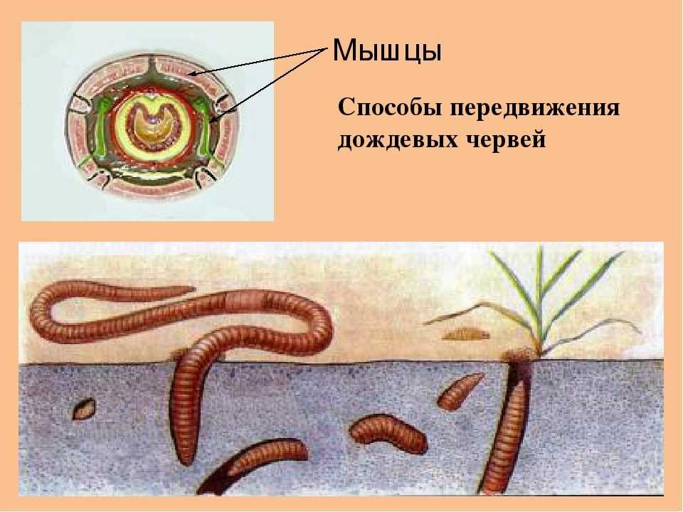 Дождевой червь какая биологическая наука. Представители система кольчатых червей. Кольчатые черви внешнее строение. Кольчатые черви строение. Половая система малощетинковых червей.