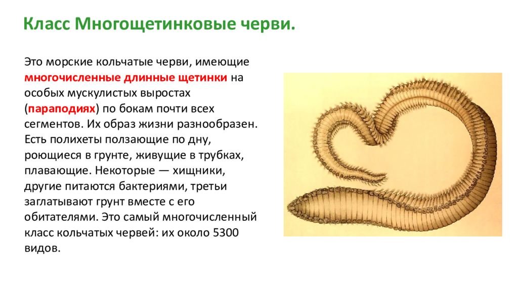 Форма кольчатых червей. Кольчатые черви многощетинковые черви. Кольчатые черви класс полихеты. Многощетинковые черви Тип и класс. Класс кольчатых червей Тип многощетинковые.
