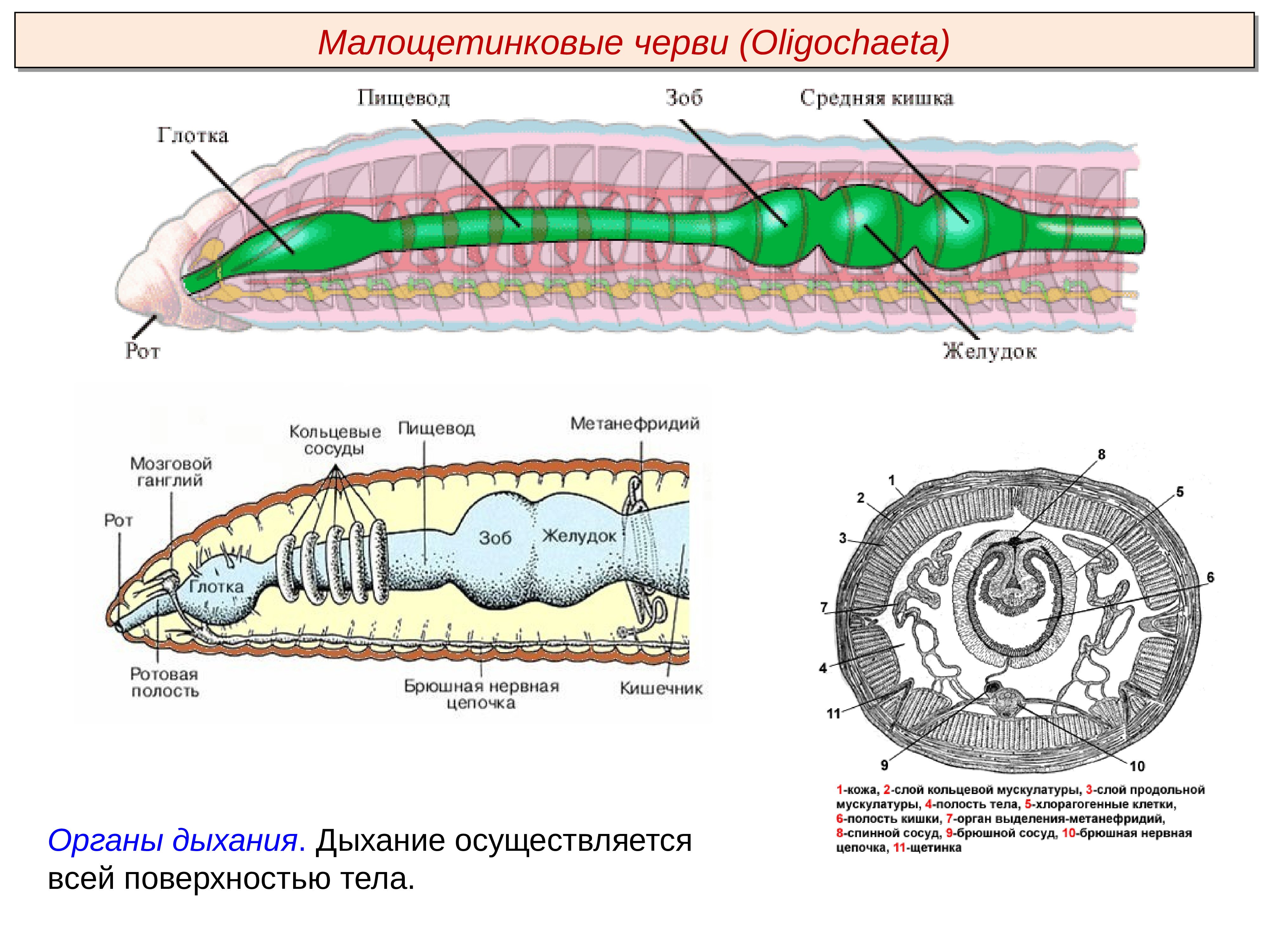 Особенности жизнедеятельности червя. Малощетинковые черви внешнее строение. Кольчатые черви строение. Кольчатые черви схема строения. Строение малощетинковых червей.