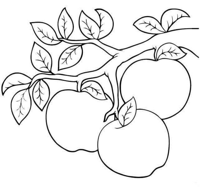 Яблоня карандашом. Яблоко раскраска. Яблоко раскраска для детей. Яблоко на ветке раскраска для детей. Раскраска яблоки на ветке.