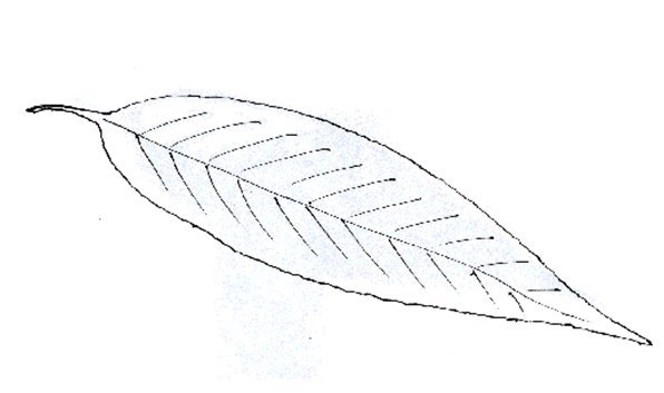 Идеи для срисовки лист ивы (86 фото)