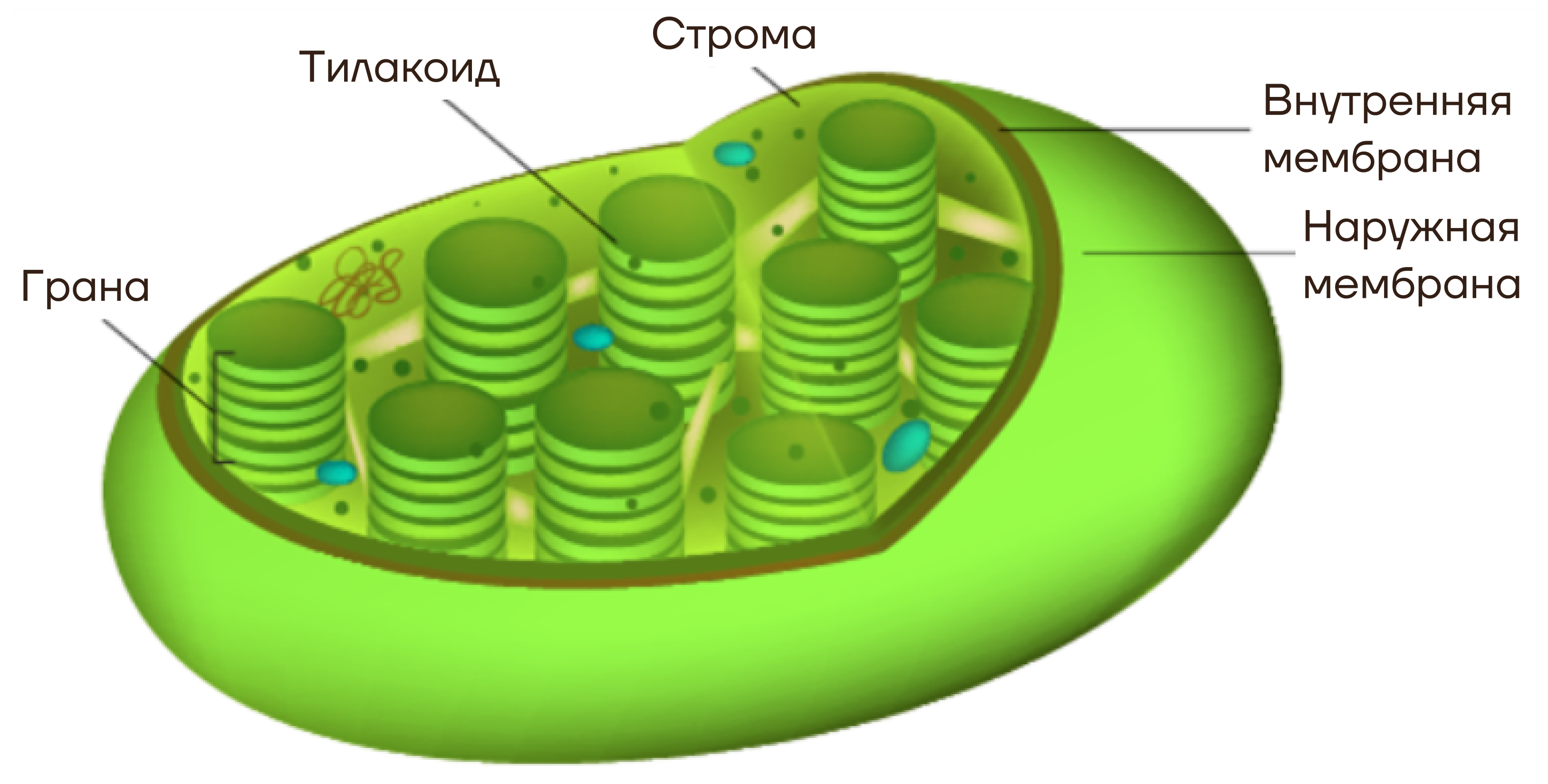 Строение хлоропласта фотосинтез. Схема строения хлоропласта. Строение хлоропласта 3д. Хлоропласт на схеме клетки. Клетки содержат пластиды растения или бактерии