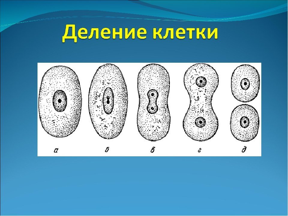 5 стадий деления клетки. Деление растительной клетки 6 класс биология. Деление клетки 5 класс биология. Деление растительной клетки 5 класс биология. Процесс деления клетки 6 класс.