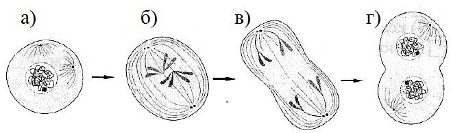 Деление центральной клетки. Деление клетки растений. Деление клетки растительной клетки. Деление растительной клетки схема. Деление растительной клетки 5 класс биология.