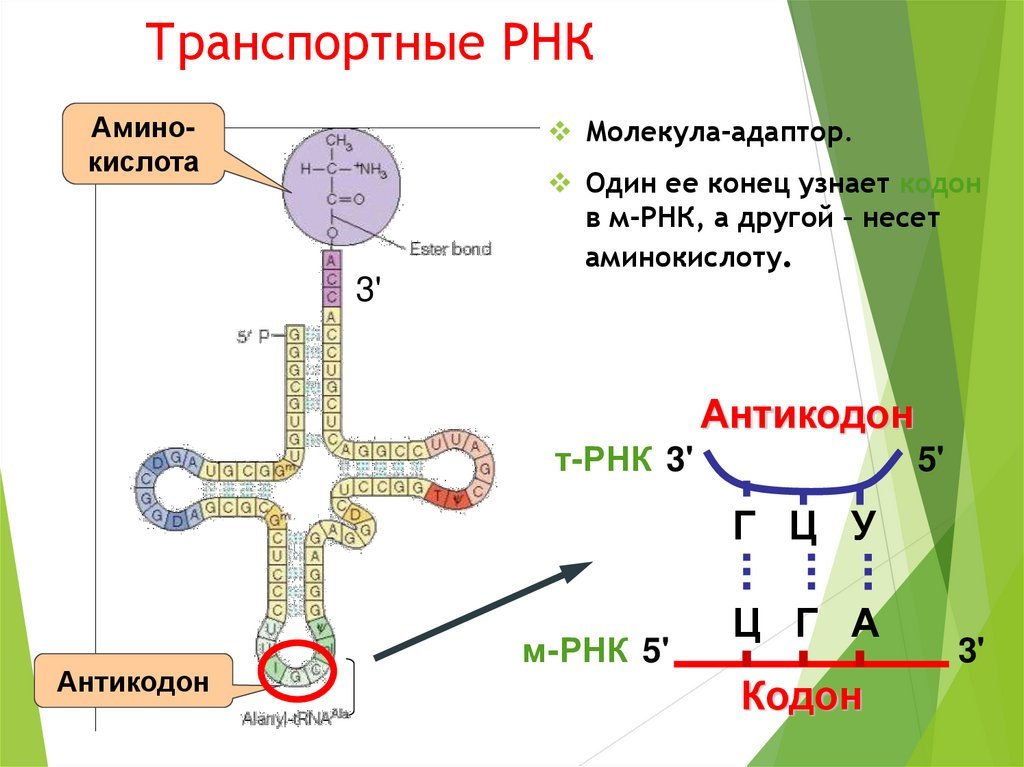 Ггц рнк. Строение и функции МРНК, ТРНК, РРНК. Строение молекулы транспортной РНК. Схема молекулы ТРНК. ИРНК ТРНК РРНК характеристики.