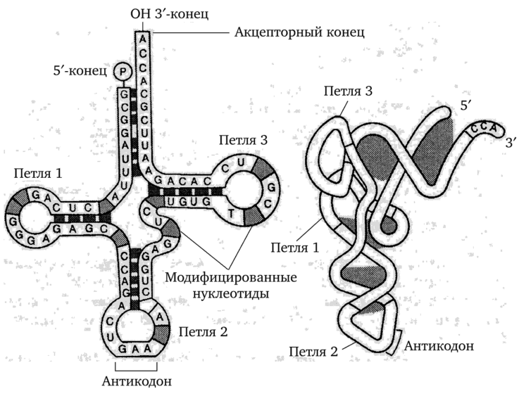 Молекула рнк построена. Т РНК строение и функции. Строение транспортной РНК схема. Строение ТРНК схема. Строение молекулы транспортной РНК.