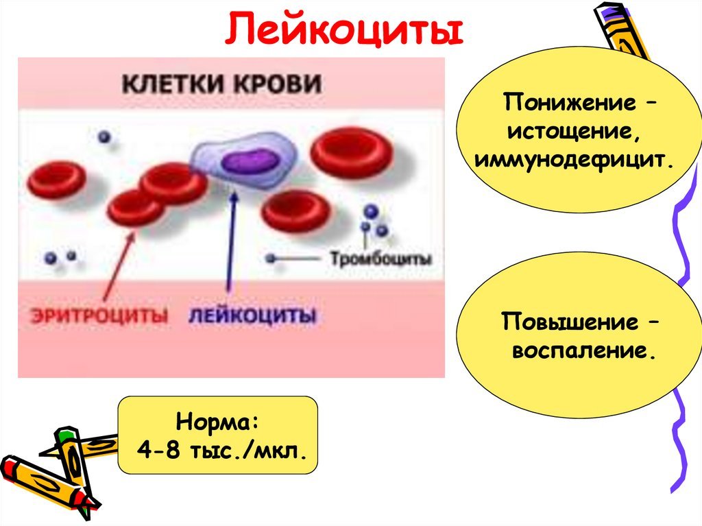 Изменение клеток крови. Форменные элементы лейкоцитов. Функции эритроцитов лейкоцитов тромбоцитов. Три основных типа клеток крови. Форменные элементы крови изображение.