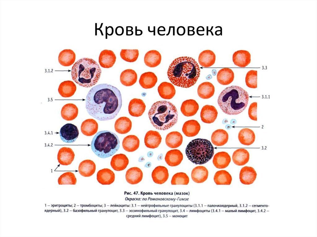 Рассмотрите микро. Форменные клетки крови гистология. Строение клеток крови рисунок. Клетки крови эритроциты лейкоциты тромбоциты рисунок. Тип клеток крови эритроциты лейкоциты.