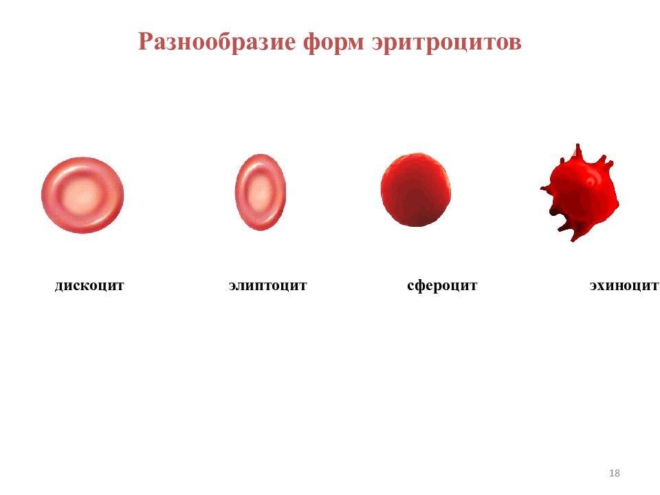 Какого размера кровь. Форма эритроцитов человека. Формы эритроцитов эхиноциты сфероциты. Стареющие формы эритроцитов. Изменение величины эритроцитов.