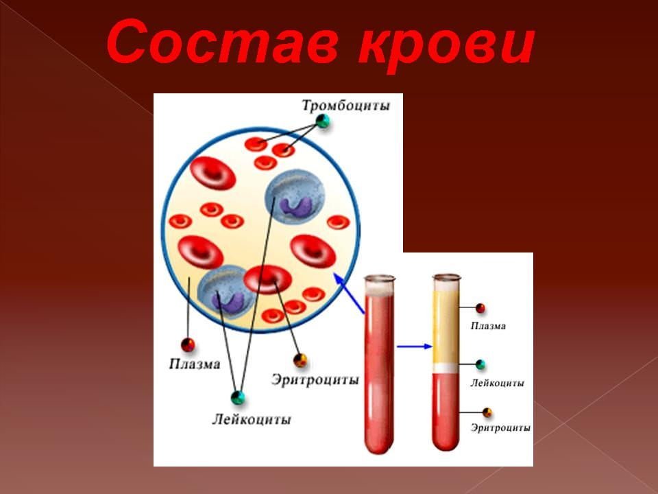 Элементы белой крови. Строение состава крови из чего состоит. Плазма эритроциты лейкоциты тромбоциты. Кровь состоит из плазмы и клеток крови. Состав плазмы крови рисунок.