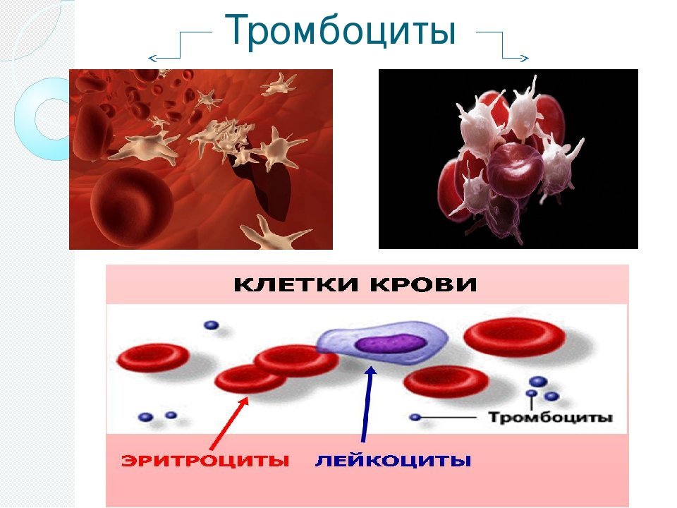 Группа крови клетки. Клетки крови. Тромбоциты. Тромбоциты в крови. Эритроциты лейкоциты тромбоциты.