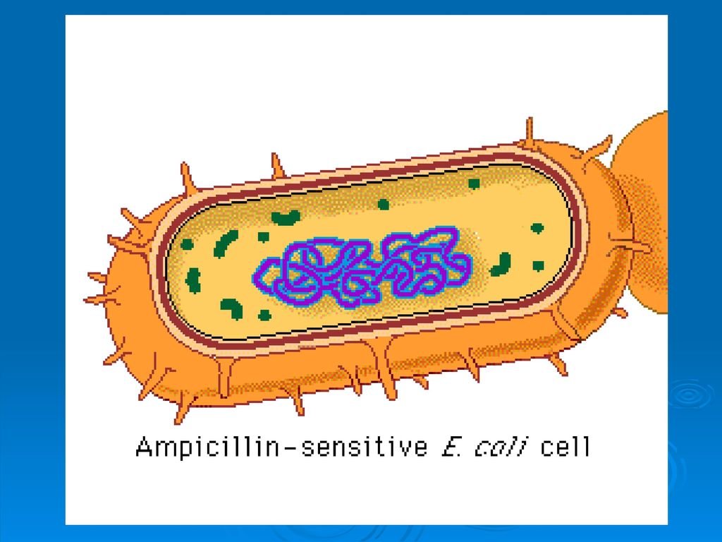Бактериальная клетка. Бактерия кишечная палочка строение. Клетка бактерии рисунок без подписей. Трансформация бактериальных клеток. Гибриды бактерий