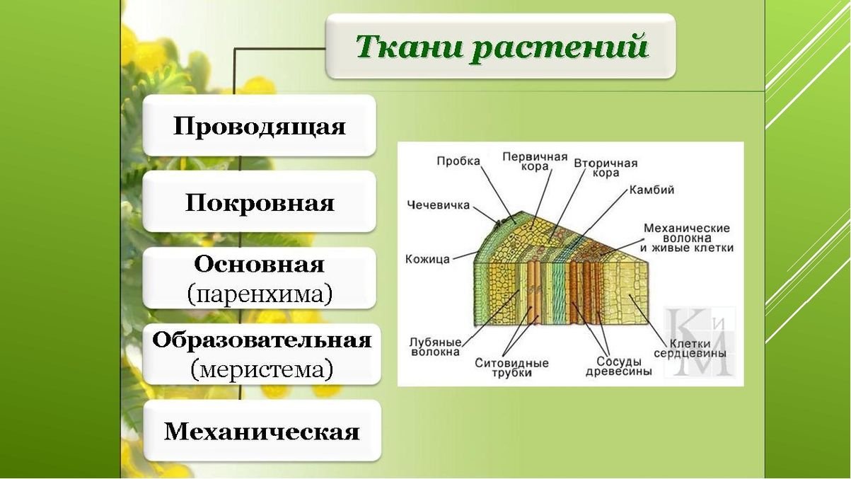 Функции органа стебля. Схема проводящих тканей растений. Строение растительной ткани. Назовите основные растительные ткани и их функции 5 класс биология. Проводящая ткань растений 6 класс.