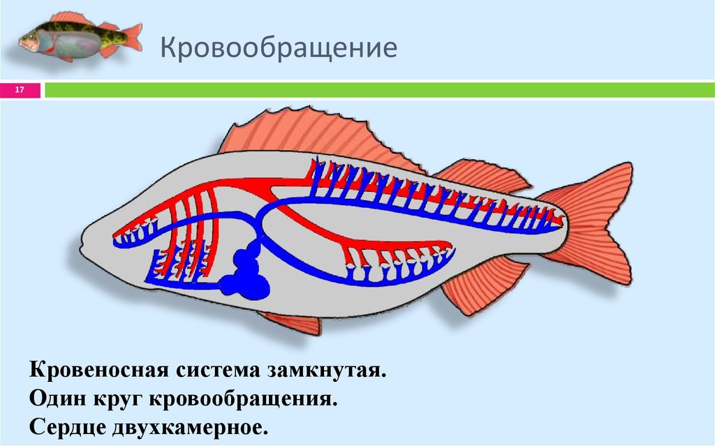 У каких хордовых двухкамерное сердце. Строение кровеносной системы у рыбы на рисунке. Кровеносная система позвоночных рыб. Система кровообращения рыб схема. У рыб двухкамерное сердце и один круг кровообращения.