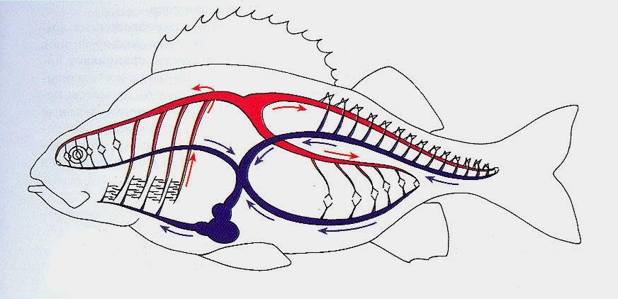 У рыб 1 круг кровообращения. Кровеносная система рыб. Кровеносная и дыхательная система рыб. Кровеносная система система костных рыб. Кровеносная система окуня.