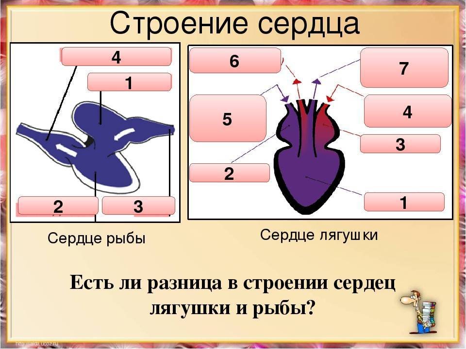 Двухкамерное сердце состоит. Строение сердца рыбы. Сердце рыбы. Сердце земноводных. Схема строения сердца рыб.