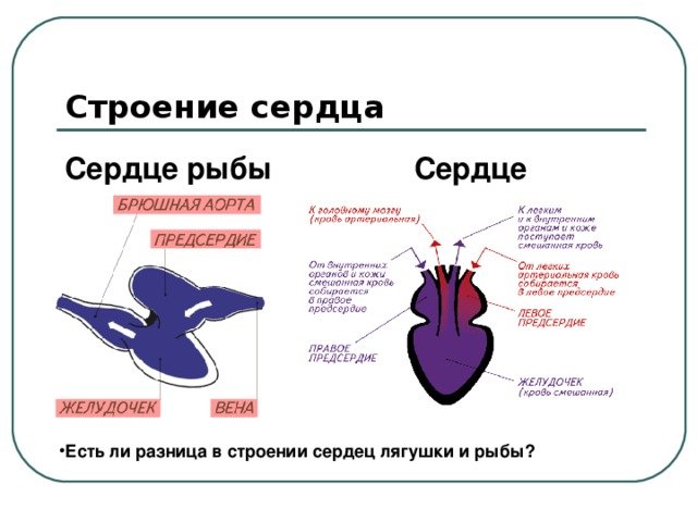 Какое сердце имеет рыбы. Строение сердца лягушки. Строение сердца костных рыб. Схема строения сердца рыб. Сердце рыбы.