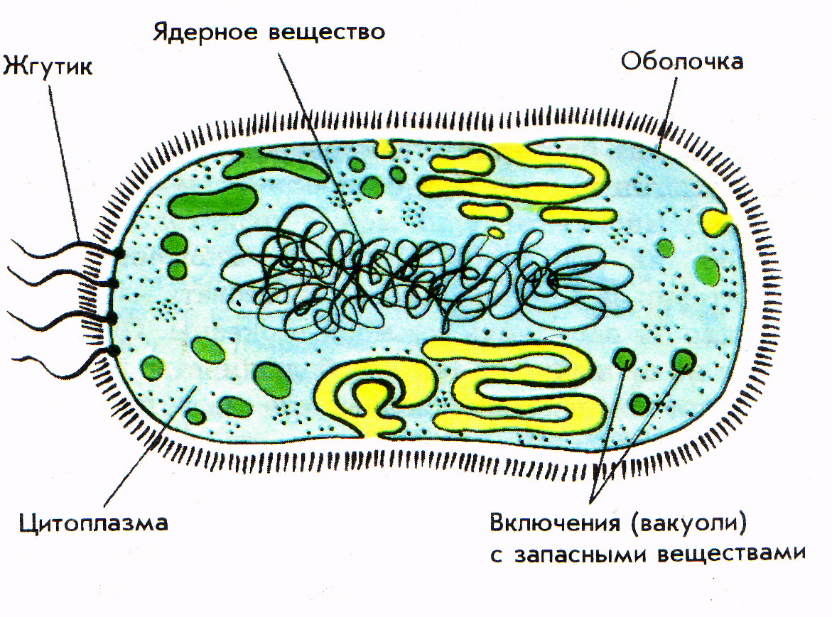 Тест по теме бактерии биология 7 класс