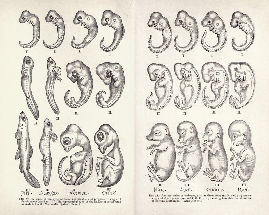 Онтогенез позвоночных закон геккеля. Геккель рисунки эмбрионов. Эрнст Геккель эмбрионы. Эмбрионы Геккеля. Эрнст Геккель рисунки эмбрионов.