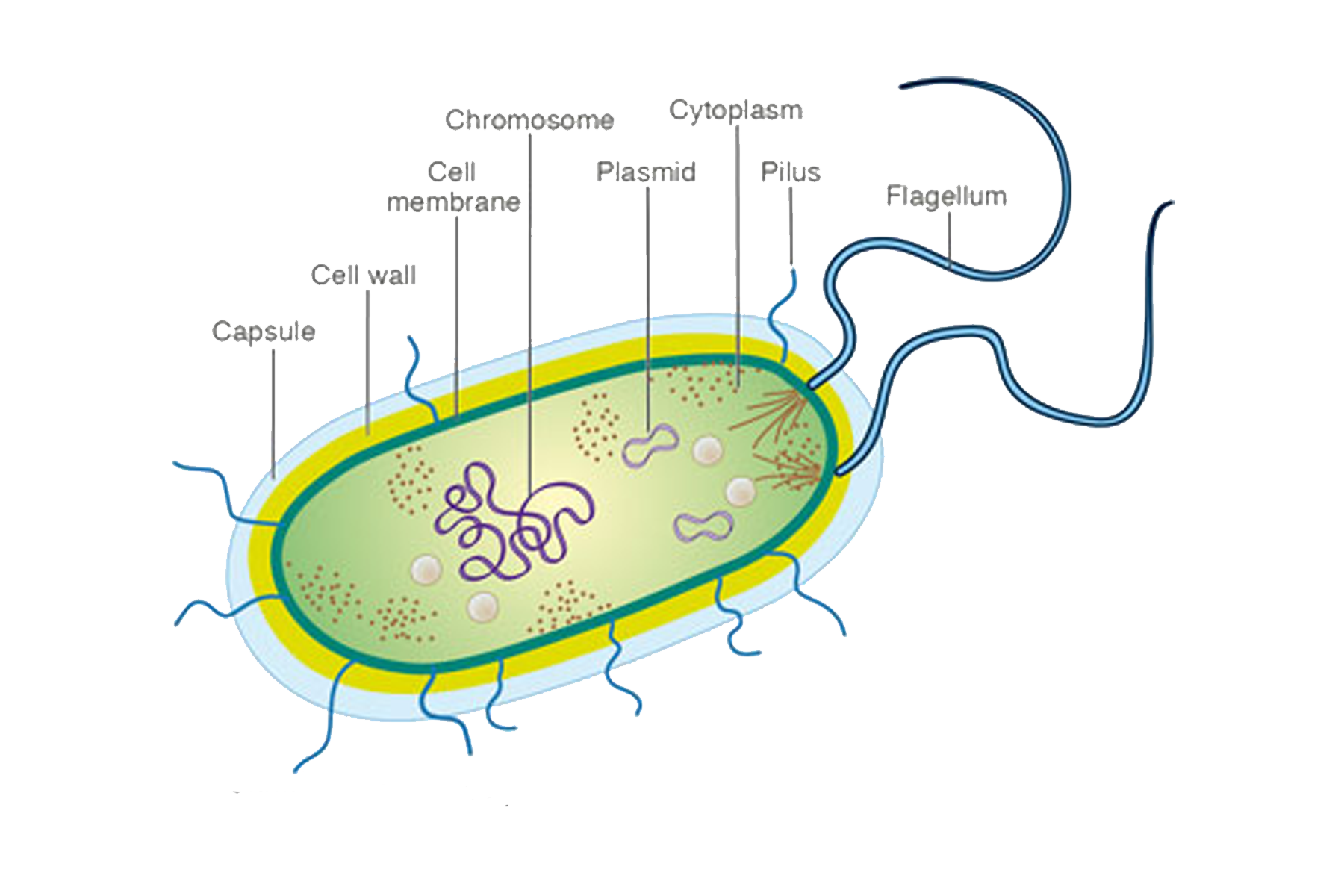 Схема строения бактерии. Бактериальная клетка рисунок. Строение прокариотической клетки. Схема клетки бактерии. Клеточная стенка и мембрана бактерий