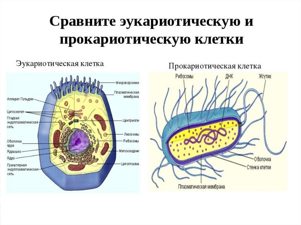 Эукариоты наследственная информация