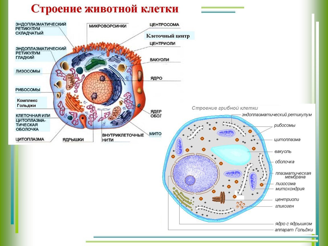 Значение живой клетки. Строение эукариотной (грибной) клетки. Строение клетки растения животного и гриба. Строение прокариотической растительной и животной клеток рисунок. Схема строения живой клетки.
