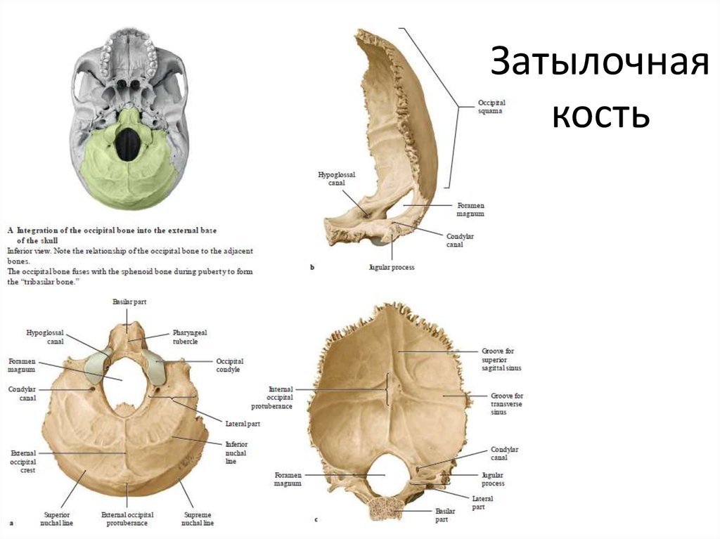 Мыщелок черепа. Затылочная кость черепа анатомия строение. Затылочная кость строение на латыни. Нижняя поверхность базилярной части затылочной кости. Затылочная кость вид сбоку.