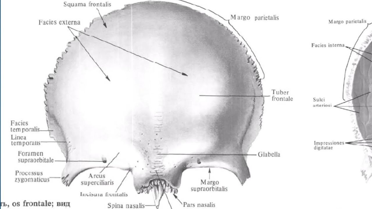 Лобные латынь. Лобная кость черепа анатомия. Анатомия лобной кости черепа. Лобная кость Синельников. Ямка слезной железы лобной кости.
