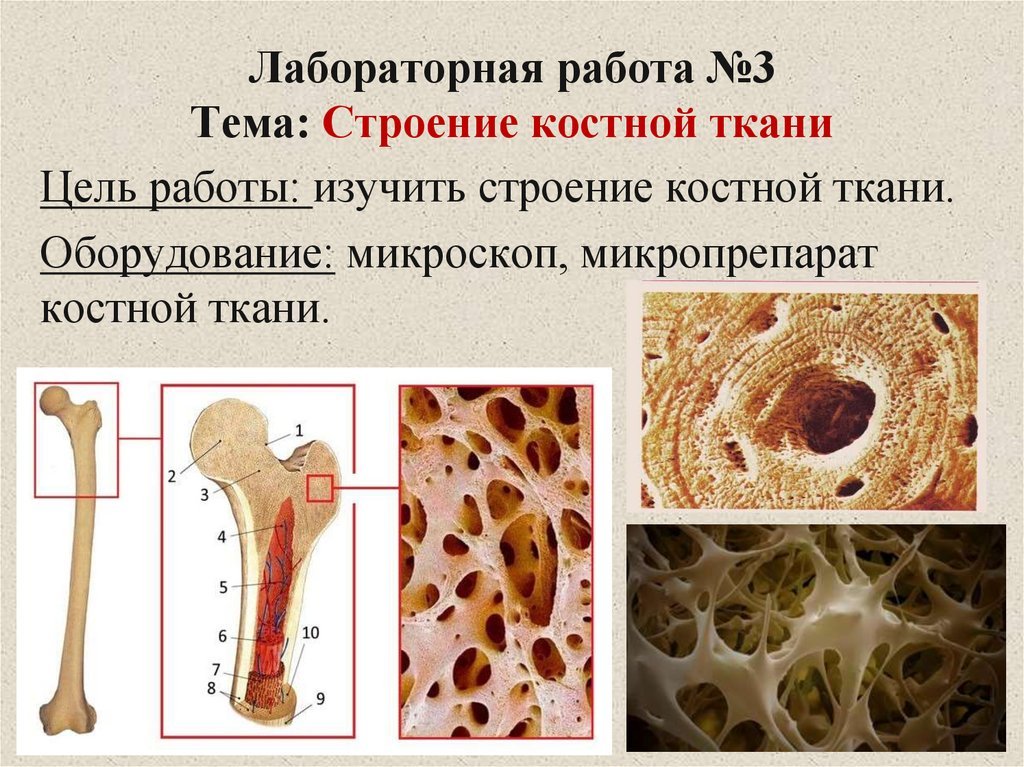 Bone 8. Строение и состав костной ткани. Костная ткань биология 8 класс. Губчатая кость гистология. Микроскопическое строение кости Остеон.