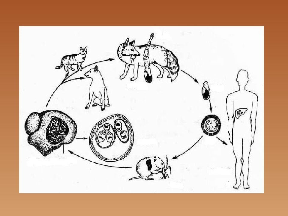 Почему если гладить зараженную эхинококком собаку. . Цестодозы (эхинококкоз. Эхинококкоз ларвальный. Эхинококк жизненный цикл. Эхинококк пути заражения.