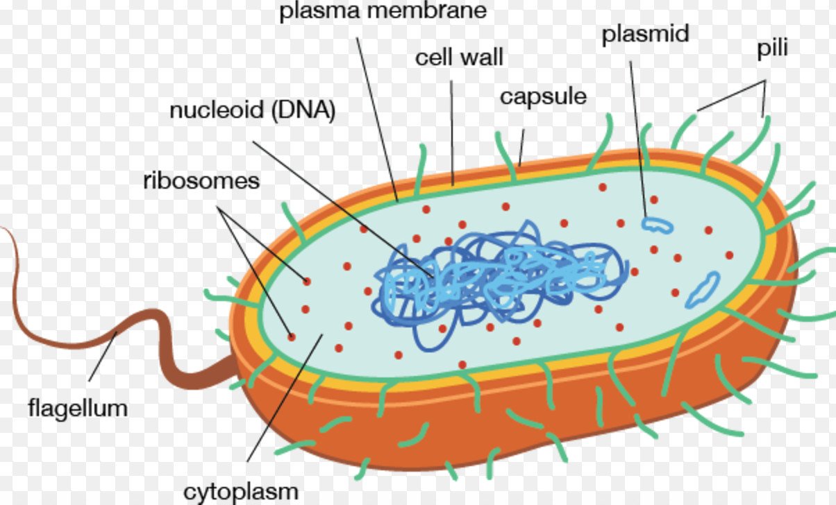 Прокариоты рисунок. Строение бактериальной клетки прокариот. Прокариотическая клетка bacteria. Прокариотическая клетка бактерии строение. Prokaryotic and eukaryotic Cells.