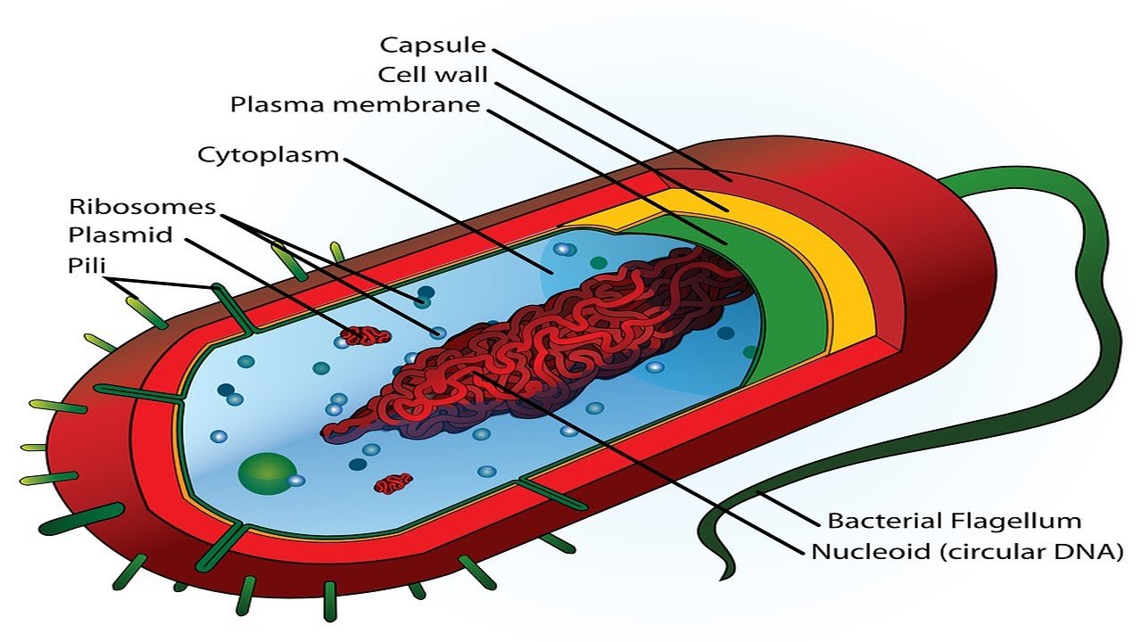 Прокариоты где. Прокариотическая клетка бактерии. Строение клетки прокариот бактерии. Нуклеоид бактериальной клетки строение.