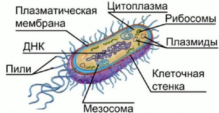 Структура клеток прокариот. Строение клетки прокариот бактерии. Схема строения клетки прокариот. Строение прокариотической бактериальной клетки. Строение бактерии прокариот.