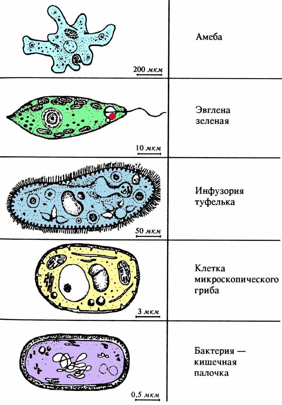 Назовите типы простейших. Простейшие одноклеточные организмы строение. Клетка по биологии инфузория туфелька. Клетка одноклеточного организма. Одноклеточные бактерии названия.