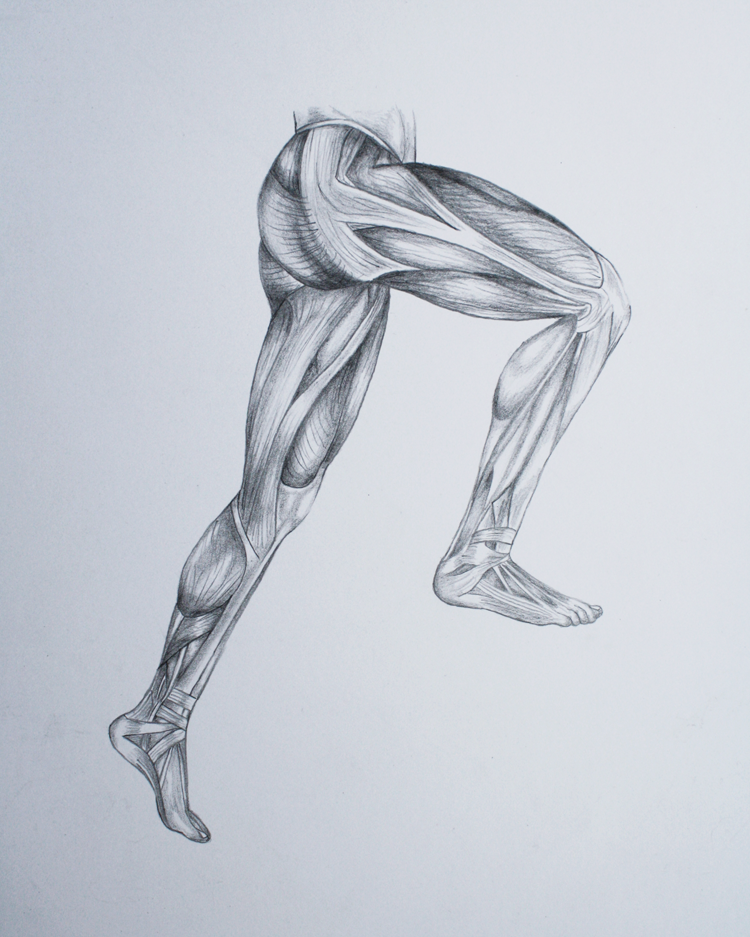 Leg art. Мышцы карандашом. Согнутые ноги анатомия. Мышцы ног для рисования. Прорисовка мышц ног.