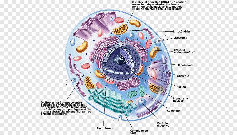 Оформленное ядро прокариоты. Эукариоты. Рослына клитына. Клетка КБ. Eukaryote appeared.